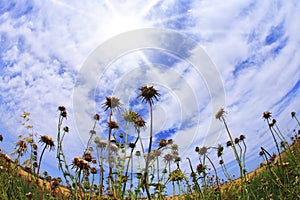 Blossoming garden thistles