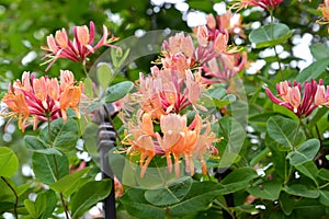 The blossoming Gekrot's (Lonicera heckrottii) the honeysuckle, grade of American Beauty