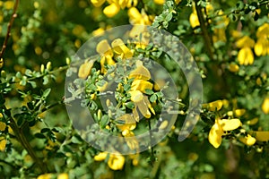 The blossoming genista Spanish (Spanish broom) (Spartium junceum L.)