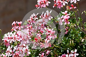 Blossoming geranium