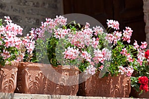 Blossoming geranium