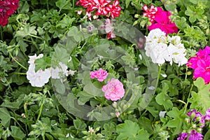 Blossoming geranium