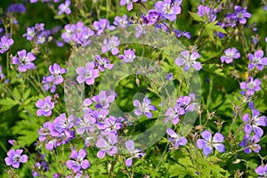 The blossoming geranium forest (Geranium sylvaticum L.)