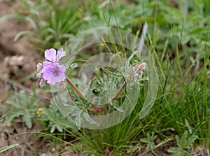 The blossoming geranium tuberous Geranium tuberosum L. in the Kalmyk steppe