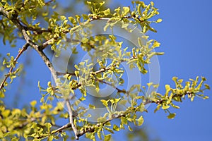 Blossoming a ginkgo two-bladed (Ginkgo biloba L.) against the sky