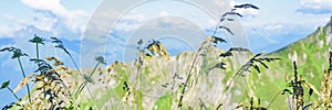 Blossoming grass against mountain landscape and blue sky, banner size