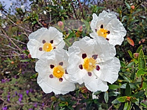 Blossoming gum rock rose - cistus ladanifer in the heath fields