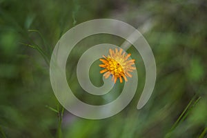 Blossoming hawkweed (Ðieracium aurantiacum)