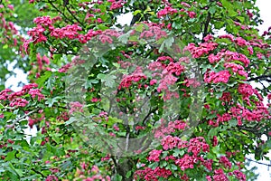 The blossoming hawthorn blood-red Crataegus sanguinea Pall