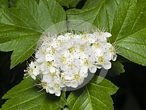 Blossoming hawthorn or maythorn, Crataegus, flowers and leaves close-up, selective focus, shallow DOF