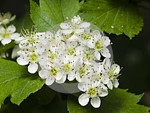 Blossoming hawthorn or maythorn, Crataegus, flowers and leaves close-up, selective focus, shallow DOF