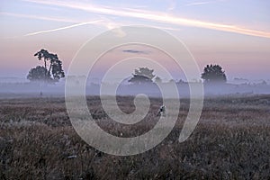 Blossoming heather in the fog early morning on the national park de Hoge Veluwe in the Netherlands