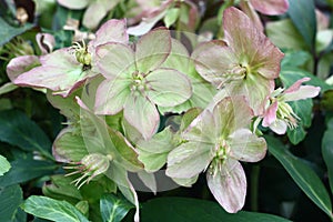 Blossoming helleborus.