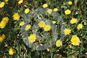 Blossoming Hieracium hawkweed yellow flowers. Closeup shot