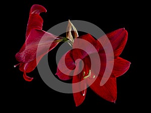 Blossoming Hippeastrum red flower on a black background isolation