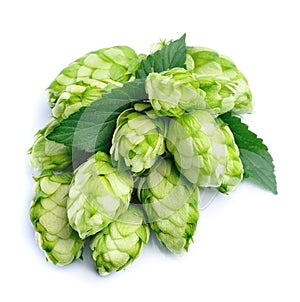 Blossoming hop with leaves