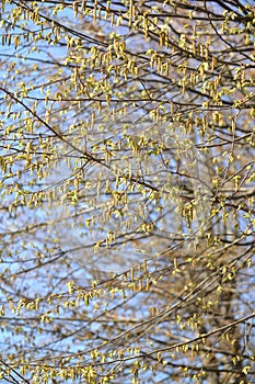 Blossoming of a hornbeam ordinary Carpinus betulus L