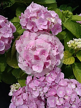 Blossoming hydrangea flowers and leaves, bush close-up