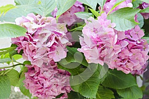 The blossoming hydrangea in the summer