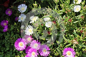 Blossoming iceplant in the garden