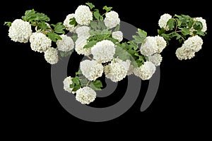 Blossoming inflorescence of  Viburnum opulus Roseum, bright white flower balls, isolated on black background photo