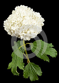 Blossoming inflorescence of  Viburnum opulus Roseum, bright white flower balls, isolated on black background photo