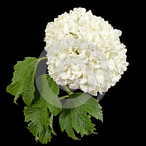 Blossoming inflorescence of  Viburnum opulus Roseum, bright white flower balls, isolated on black background photo
