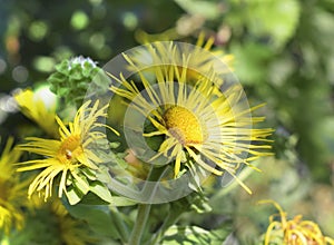 Blossoming Inula helenium, Elecampane, also called horse-heal or elfdock photo