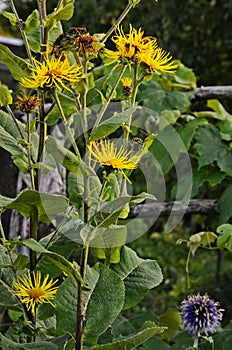 Blossoming Inula high Inula helenium L