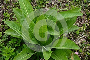 Blossoming Inula high Inula helenium L