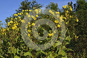 Blossoming Inula high Inula helenium L