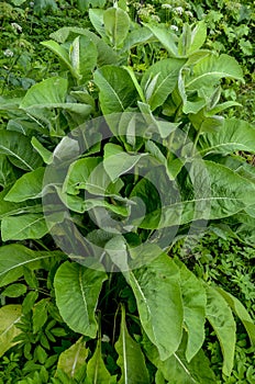 Blossoming Inula high Inula helenium L