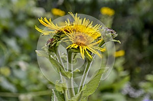 Blossoming Inula high Inula helenium L