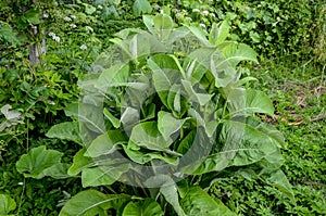 Blossoming Inula high Inula helenium L