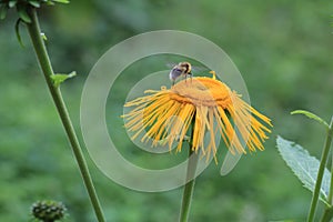 Blossoming Inula high Inula helenium in meadow.Medicinal plant,homeopatic. Bee out of focus