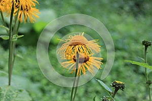 Blossoming Inula high Inula helenium in organic garden. .Medicinal plant,homeopatic