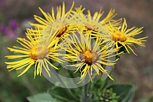 Blossoming Inula high ,Inula helenium in organic garden .Medicinal plant,homeopatic.Blurred background.