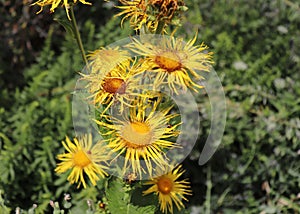 Blossoming Inula high, Inula helenium in the organic garden.Medicinal plant,homeopatic.Blurred background.