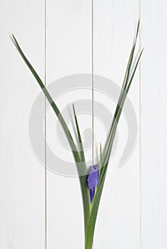 Blossoming iris on a white wooden background