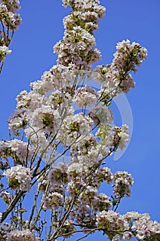 blossoming Japanese cherry