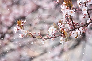 Abnormal natural phenomenon, snowfall at spring during tree blossoming season. Anomaly weather and climate change concept