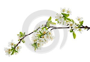 Blossoming Japanese plum tree branch isolated on white background, Prunus salicina