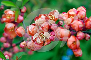 Blossoming japanese quince