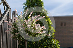 Blossoming japanese willow with fur-colored leaves