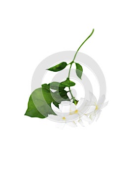 Blossoming jasmine branch with flowers and leaves isolated on white background