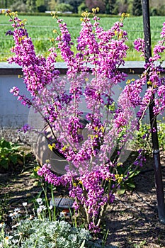 Blossoming Judas Tree, deep pink flowering small Judas Tree - Cercis siliquastrum - in spring season.