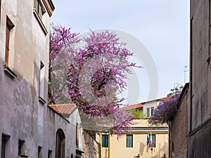Blossoming judas tree in Padua city in spring