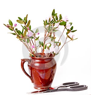 The blossoming Labrador tea branches with pink colors in a ceramic pot