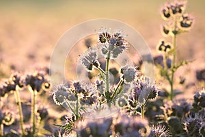 blossoming lacy phacelia tanacetifolia on the field at sunrise close up of fresh spring flowering in illuminated by rising sun