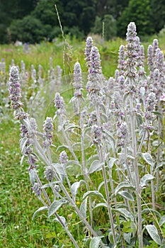 The blossoming lamb `s ears a stachys woolly Stachys byzantina K.Koch